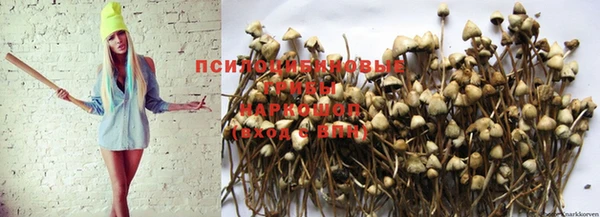 прущие грибы Алексеевка